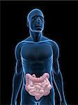 3d rendered illustration of a transparent male body with male colon and small intestines