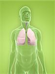 3d rendered illustration of a transparent male body with lung