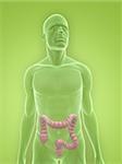 3d rendered illustration of a transparent male body with male colon