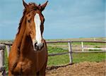 Horses portrait / farm  / blue sky and green grass