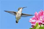 Female Ruby-throated Hummingbird (archilochus colubris) in flight with a Hibiscus flower