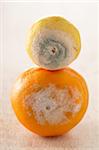 Verschimmelt Orange und Zitrone