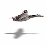 grey goose in flight. 3D rendering with clipping path and shadow over white