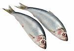 Fresh raw herring isolated on white