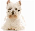 west highland white terrier wearing dark framed reading glassed