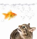 angry cat and gold fish on white