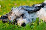 Chinese Crested puppy with sad eyes lays on a grass