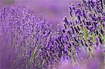 Lavender field  -Hungary