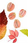 Color flowers, leaves, petals, isolated white background, spring autumn, seasons. Bright colors