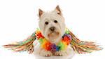west highland white terrier dressed up as a hula dancer