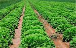 Beautiful, big, green cabbage from ecological farm