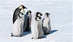 Emperor penguins on the sea ice in the Weddell Sea, Antarctica