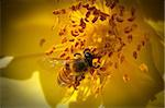 A yellow flower and bee