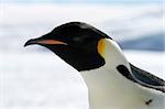 Close-up of an emperor penguin (Aptenodytes forsteri) on the ice in the Weddell Sea, Antarctica