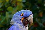 Close-up of a Blue Macaw (Parrot) in natural habitat