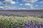 A field of various types of Lavender against a summers sky