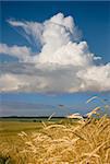 The Ear of rye on rural background.