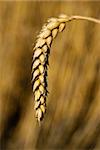 Natural background with wheat.