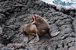 A Sea lion calling for its baby on the Galapagos Islands, Ecuador, South America