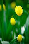 Yellow tulips in the Keukenhof Park. The Netherlands