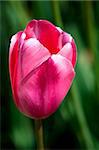 Purple tulip in the Keukenhof Park. The Netherlands