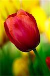 Red tulip in the Keukenhof Park. The Netherlands