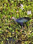 a puple swamphen porphyria porphyria in wasgomuwa national park sri lanka