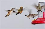 Rufous (Selasphorus rufus) and Black-chinned Hummingbirds (Archilochus alexandri) at a feeder