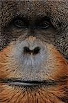 close up photo of old male orangutan