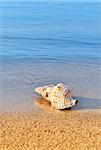 Picture of a seashell on a serene beach, washed by calm blue waters. Room for text.
