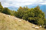 Sheep herd on mountain plateau pasture (Carpathian mountain, Ukraine).