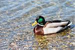 usual male duck green head over transparent water