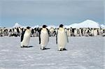 Emperor penguins (Aptenodytes forsteri) walking on the ice in the Weddell Sea, Antarctica