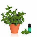 Mint herb growing in a terracotta pot with a green aromatherapy essential oil bottle and leaf sprig, over white background.