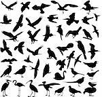 birds silhouettes collection - vector illustration
