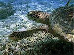 Sea turtle is swimming over a coral reef with various fish