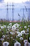 Dandelions with electricty pylons in the background