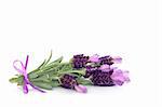 Lavender herb flowers isolated over white background.