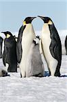 Emperor penguins (Aptenodytes forsteri) on the ice in the Weddell Sea, Antarctica