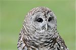 Close-up of a Barred Owl (Strix varia) with a green background