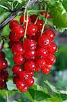 Red currant