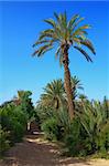 palm grove in Morocco, cloudless sky behind, focus set on largest palm tree