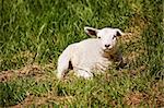 A sheep resting in a grass pasture.