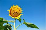 sad sunflower against blue sky