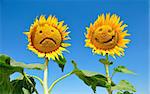 joyful and sad sunflowers against the sky