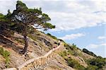 big juniper tree and "Tropa Galicyna" (Path of Galicyna) ("Novyj Svit" reserve, Crimea, Ukraine).