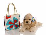 american cocker spaniel puppy laying beside colorful purse