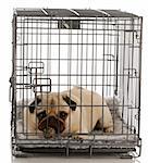 pug in a wire crate isolated on white background