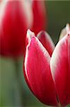 Macro image of red tulips in the garden