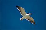 White sea gull flying in the blue sky